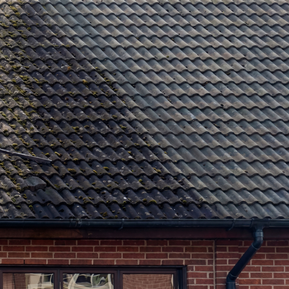 GREEN-FREE® 5L - līdzeklis sūnu, aļģu un ķērpju noņemšanai